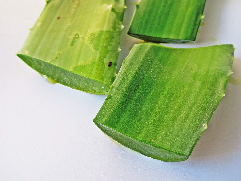 aloe-vera-treatment-of-burn-aloe-vera-l-2036626 aloe vera, treatment of burn, aloe vera l-2036626.jpg